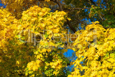 yellow maple leafs on tree