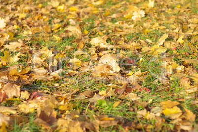 yellow maple carpet at autumn