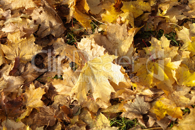 yellow maple carpet at autumn