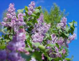 Lilac at Spring