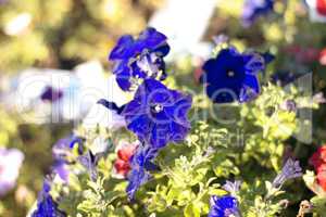 blue flower Campanula ad dry sunny day