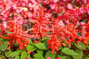 red little flowers