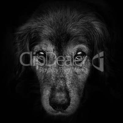 dark muzzle spaniel dog closeup. front view