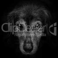 dark muzzle spaniel dog closeup. front view