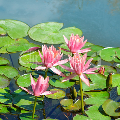 pink flowers of water lilies in a pond