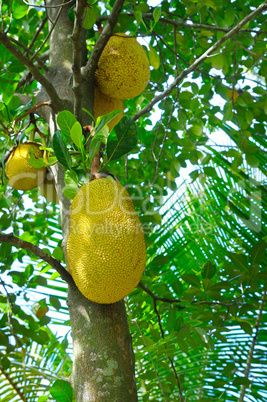 Ripe breadfruit (Artocarpus altilis) on a tree