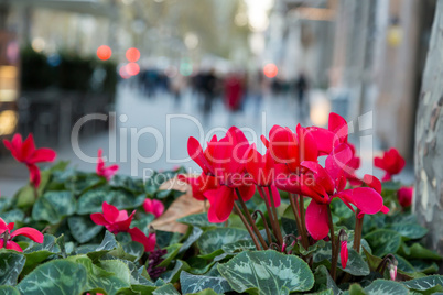 Red flowers