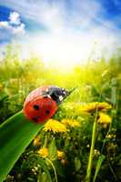 Ladybug on spring green field