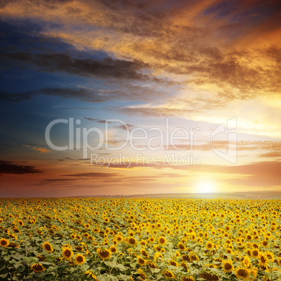 beautiful sunset over sunflowers field