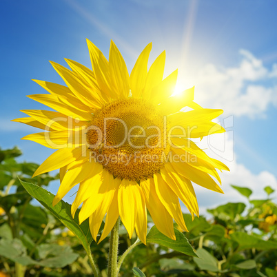 beautiful sunset over sunflowers field