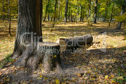 Felled tree in the forest