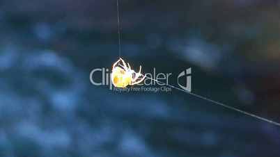 The spider dangling above the mountain river, Caucasus mountains, Russia