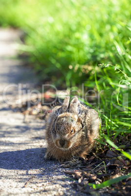 Hase - Jungtier am Straßenrand