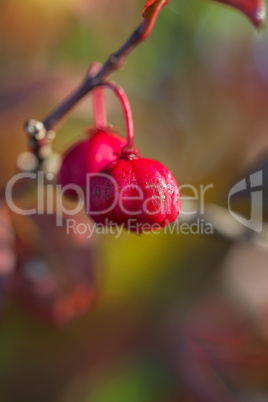 Gewöhnliche Spindelstrauch - Euonymus europaeus - Makro