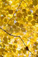 Blätter in herbstlichen Farben - Gegenlicht