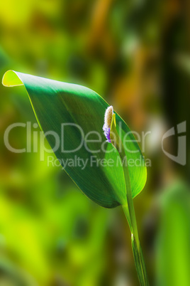 Flowering reed