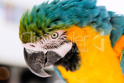 Eye old parrot