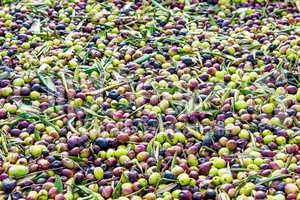 Olives for production of oil