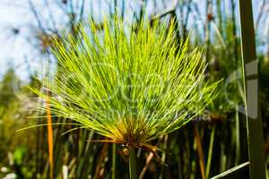 Panicle reed leaves