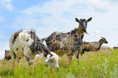 domestic goats grazing on pasture