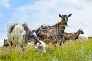 domestic goats grazing on pasture