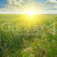 field, sunrise and blue sky