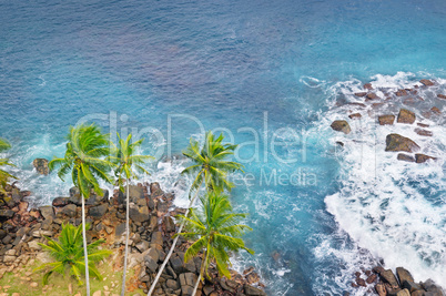 ocean, rocky shore and coconut palms (top view)