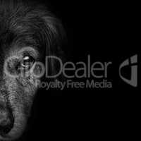 dark muzzle spaniel dog closeup. front view