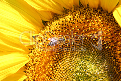 bee on sunflower close up