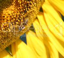 bee on sunflower macro