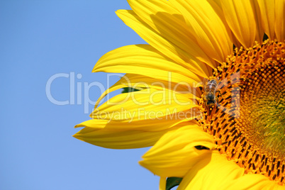 bee on sunflower summer season