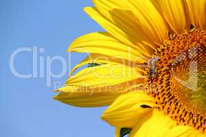 bee on sunflower summer season