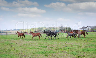 horses running