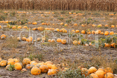 pumpkins field autumn scene