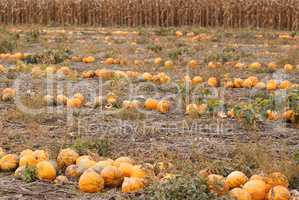 pumpkins field autumn scene