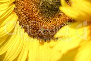 sunflower and bee summer scene