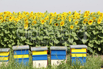 bee hive and sunflowers field