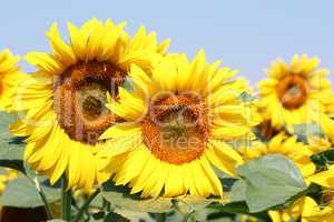 bright sunflowers field summer scene