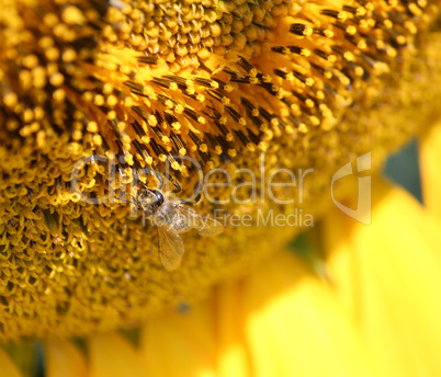 bee on sunflower macro shot