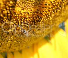 bee on sunflower macro shot