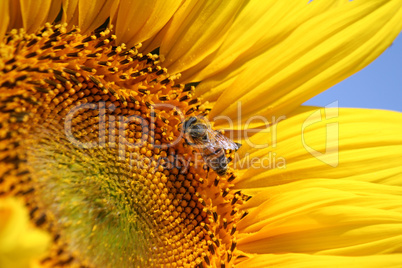 bright yellow sunflower and bee