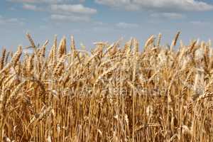 golden wheat and blue sky summer scene