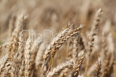 golden wheat summer scene