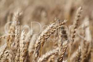 golden wheat summer scene