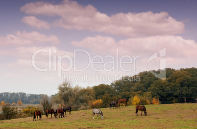 horses in pasture autumn scene