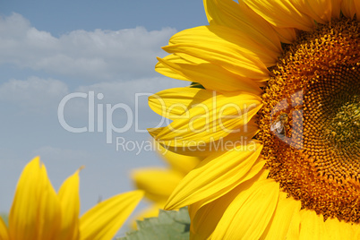 summer scene sunflowers and bee