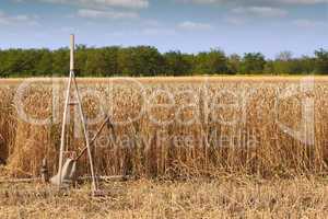 wheat field with old wooden rake