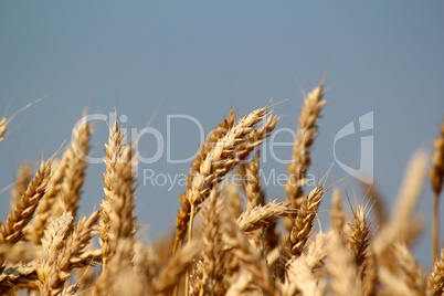 golden wheat field close up