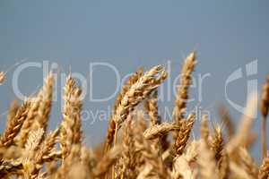 golden wheat field close up