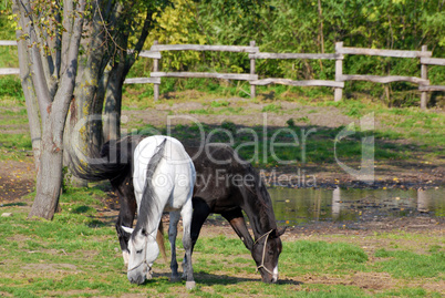 white and black horse